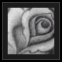 roses tattoo idea